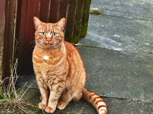 A close-up of a ginger cat in nature
