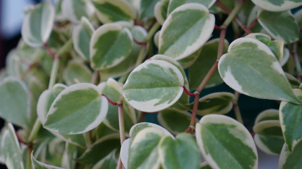 istock Peperomia Scandens Dense Leaves 2192263127