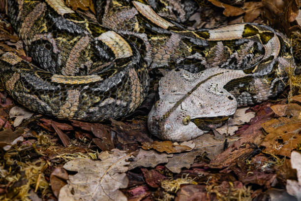 istock The Gaboon viper (Bitis gabonica), also called the Gaboon adder 2192263934