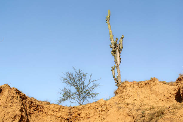 Breathtaking view of arid geological formations in the Tatacoa Desert, a tropical dry forest in Colombia. This unique landscape features eroded cliffs, ridges, and colorful terrain, showcasing the natural beauty and biodiversity of one of Colombia's most iconic desert regions. Ideal for projects related to geology, travel, arid landscapes, and environmental education. Perfect for use in tourism promotions, posters, and nature documentaries