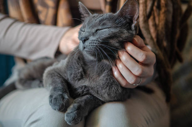 istock Young woman has her pet in her lap, a gray cat whose silver fur beautifully shines in the daylight. A warm and carefree home atmosphere - stock photo 2192265310