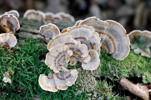 istock Wood Fungus (Coriolus versicolor) 2192266743