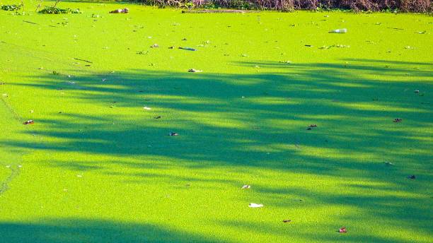 istock Flat surface of water in a quiet lake covered with floating aquatic plants Wolffia, Duckweed Lemna and Pistia stratiotes, Ukraine 2192267390