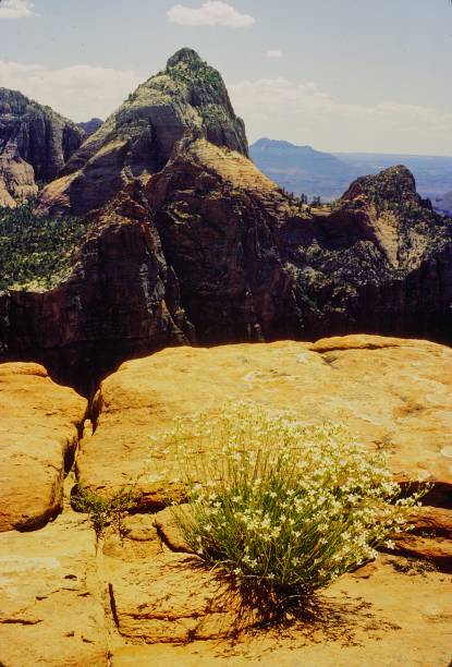 istock Zion National Park Utah June 1983.  Observation Point Trail. 2192267440