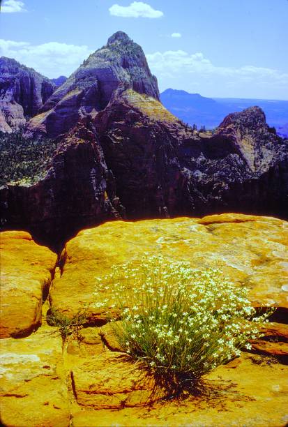istock Zion National Park Utah June 1983.  Observation Point Trail. 2192267494