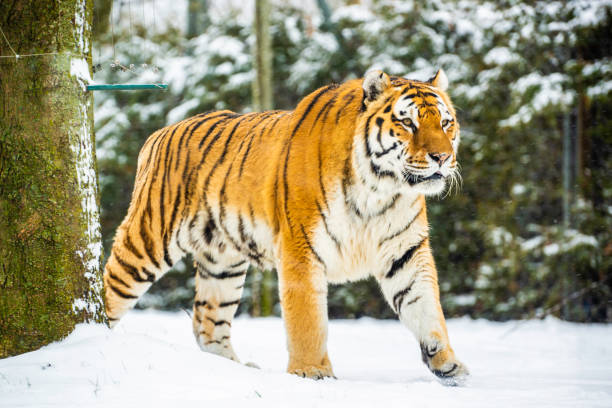 istock Wandering Tiger in the winter 2192271795