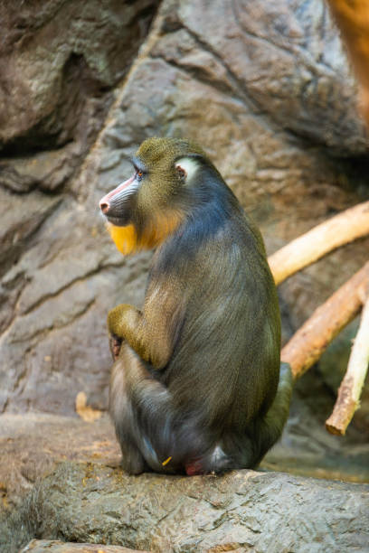 Mandrills in the winter