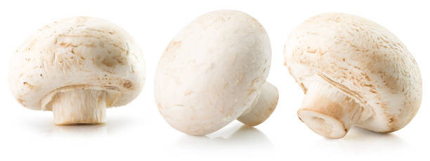 istock set of champignons isolated on a white background 2192271923