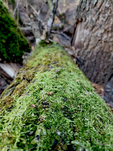 A tree trunk that fell between two other trees. The entire trunk is covered with green fluffy moss. High quality photo