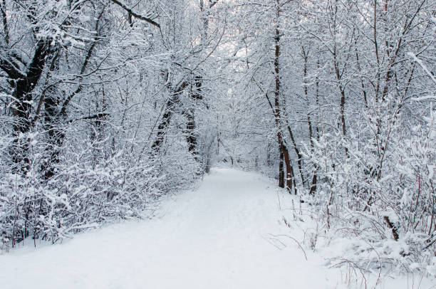 istock Path between snowy trees in winter forest. Tranquil winter landscape 2192273243