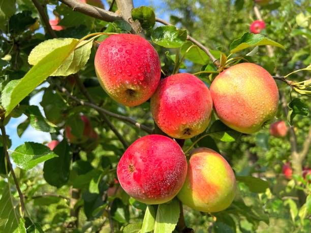 istock Apples fruis on tree in orchard after rain. 2192274466