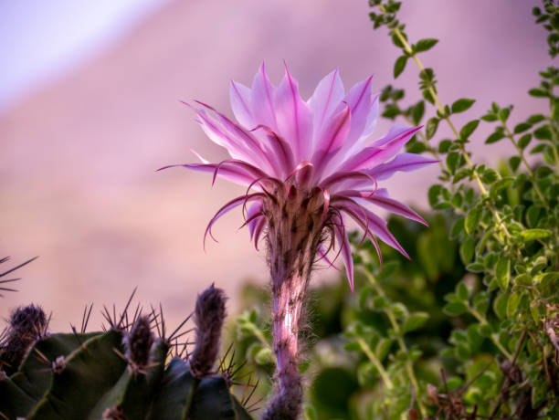 cactus in Queen Sirikit Botanic Garden,chiangmai Thailand