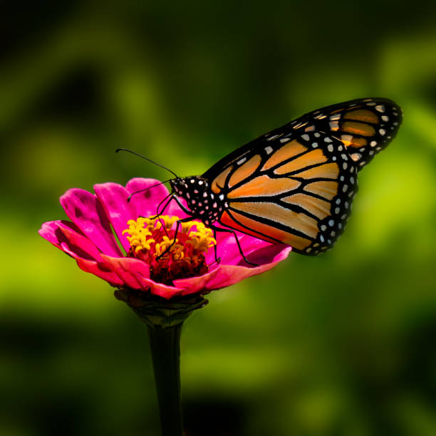 Migrating Monarch butterfly and wild flowers