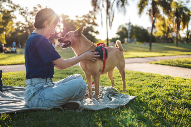 istock Asian woman Bonding with Dog in a Sunny Park Setting 2192278410