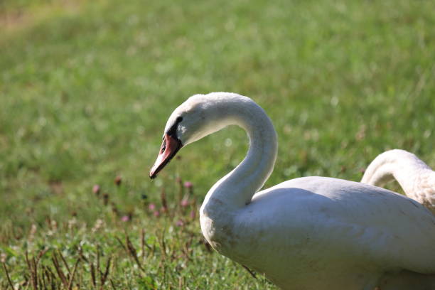 White swan swims on lake.