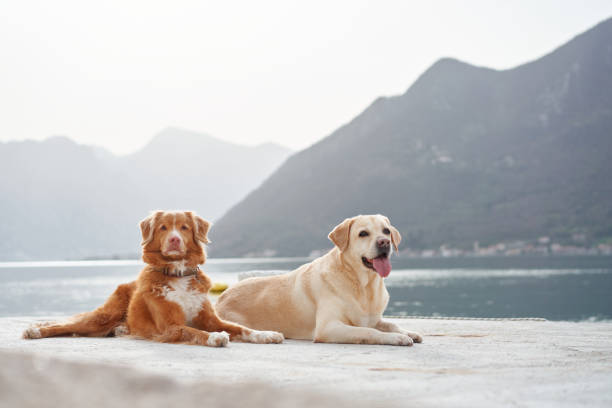 istock Relaxed dogs on the pier 2192285472