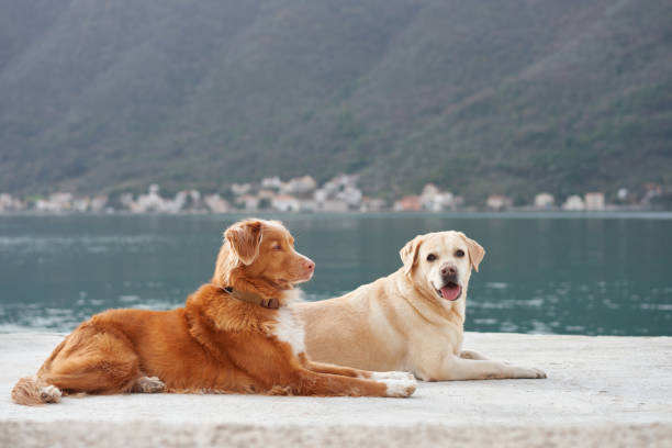 istock Relaxed dogs on the pier 2192285483