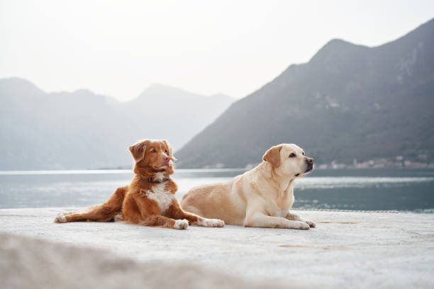 istock Relaxed dogs on the pier 2192285500