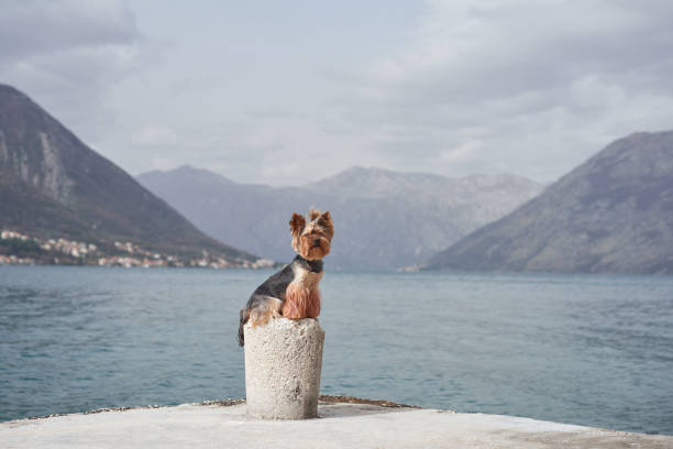 A Yorkshire Terrier perched on a stone post at the edge of a calm sea surrounded by majestic mountains. The photo captures the dog's focused stance and the stunning natural backdrop.