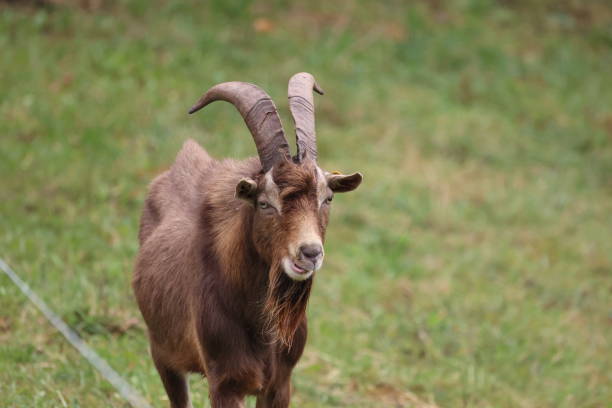 istock Lonely goat on a green meadow 2192285533