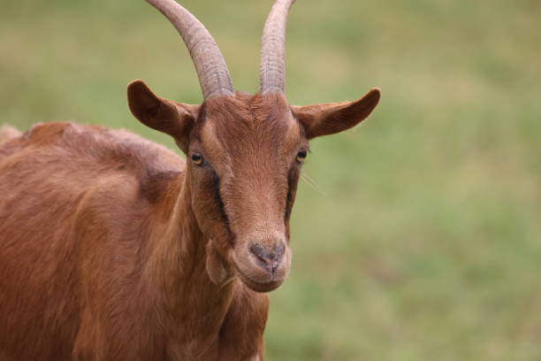 istock Lonely goat on a green meadow 2192285556