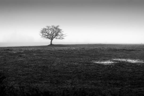 istock Solitary tree stands amidst a foggy and desolate landscape. 2192285629