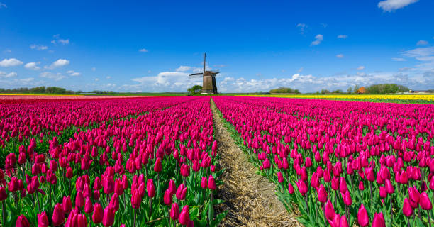 istock Red Tulip field in front of a Dutch Windmill under a Partially Clouded Sky 2192286635