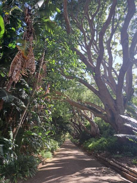 istock Path in Kirstenbosch gardens 2192287276