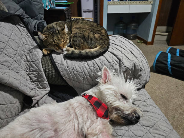 istock Cat and dog sleeping together 2192287495