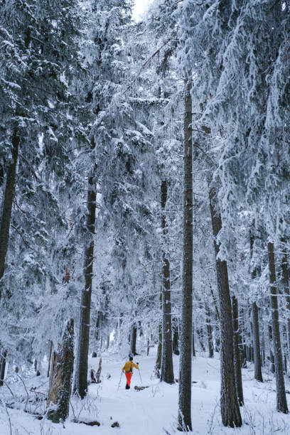 Backcountry skier ascends trail in snowy forest