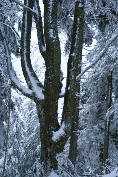 Scenic view of snowy forest