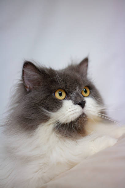 istock Persian cat sitting on white background,isolated 2192288222