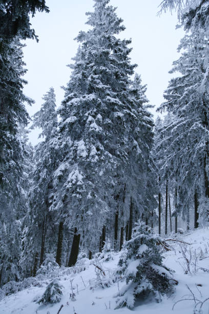 Scenic view of snowy forest