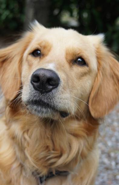 istock Dog golden retriever 2192290285