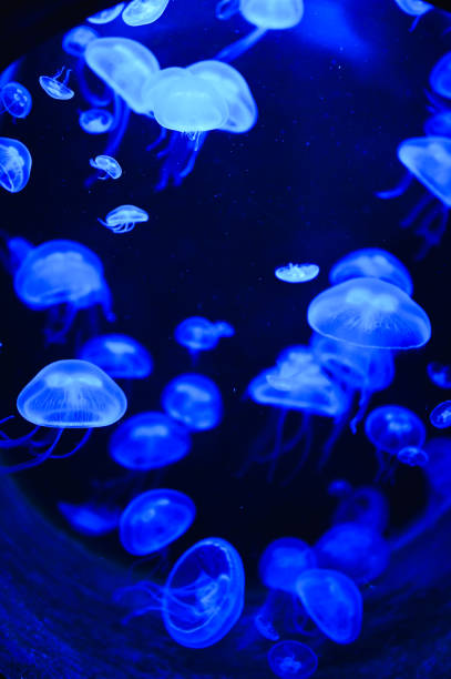 istock jellyfish in an aquarium 2192291511
