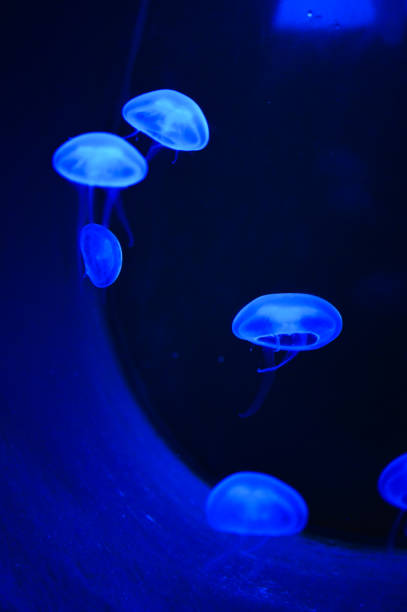 istock Abstract view of Jellyfish 2192291515