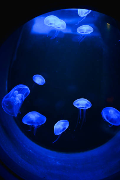 istock Jelly fish in the water 2192291605