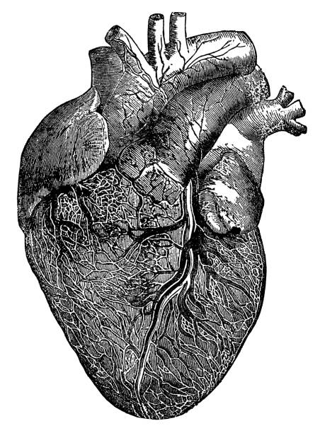 istock Medical Illustration of a Human Heart - 19th Century 2192291726