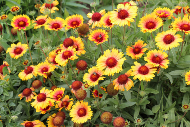istock Haillardia is blooming in the garden 2192292177