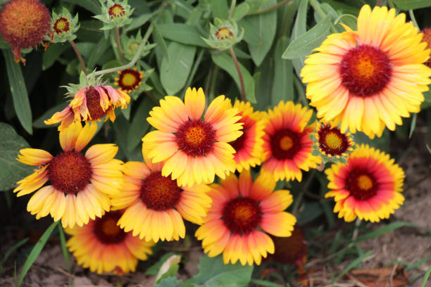 istock Haillardia is blooming in the garden 2192292193