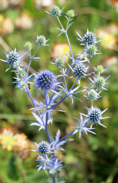istock Eryngium planum grows in nature 2192292257
