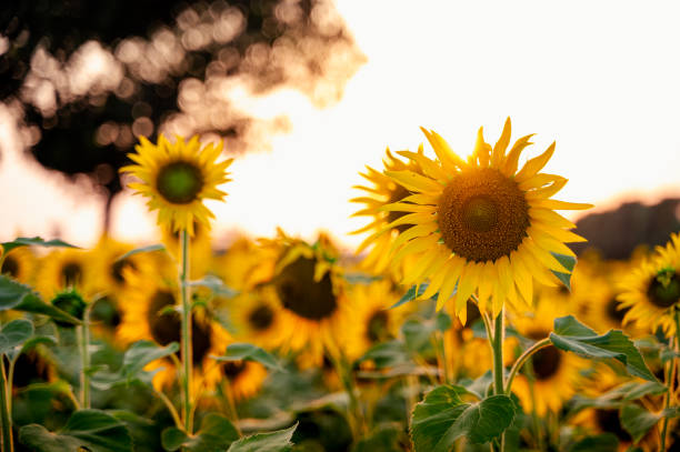 istock Sunflowers during evening sunlight with selective focus and background blur with copy space. 2192292326