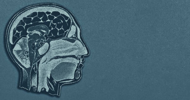istock Medical Illustration Cross Section of a Human Head with Brain and Brain Stem on Paper 2192292683