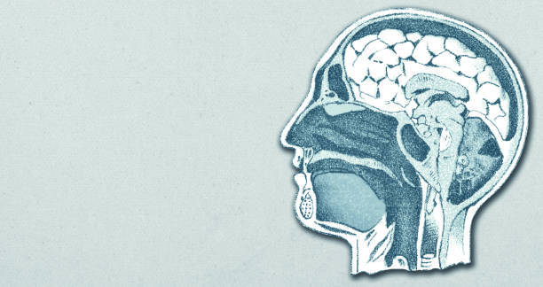 istock Medical Illustration Cross Section of a Human Head with Brain and Brain Stem on Paper 2192292751