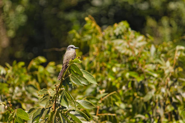 Bird known as Tropical Kingbird (Tyrannus melancholicus), perched on the highest branches of a tree - MOGI DAS CRUZES,  SAO PAULO,  BRAZIL.