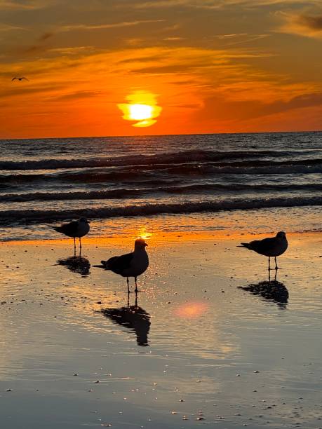 istock Ring-billed gull on Siesta Key beach Florida at sunset 2192294003
