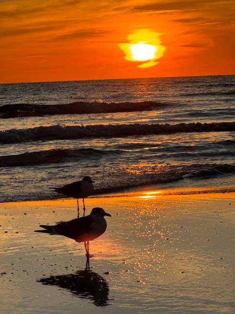 istock Ring-billed gull on Siesta Key beach Florida at sunset 2192294041