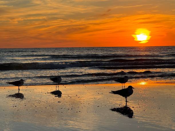 istock Ring-billed gull on Siesta Key beach Florida at sunset 2192294045