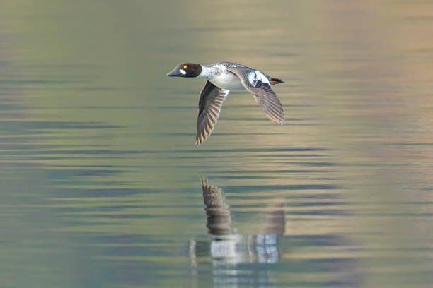 istock Common goldeneye flies above the water. 2192294344