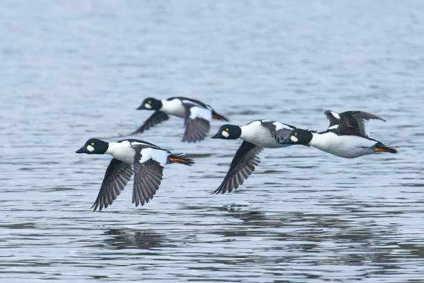 Flock of goldeneye flying above water.
